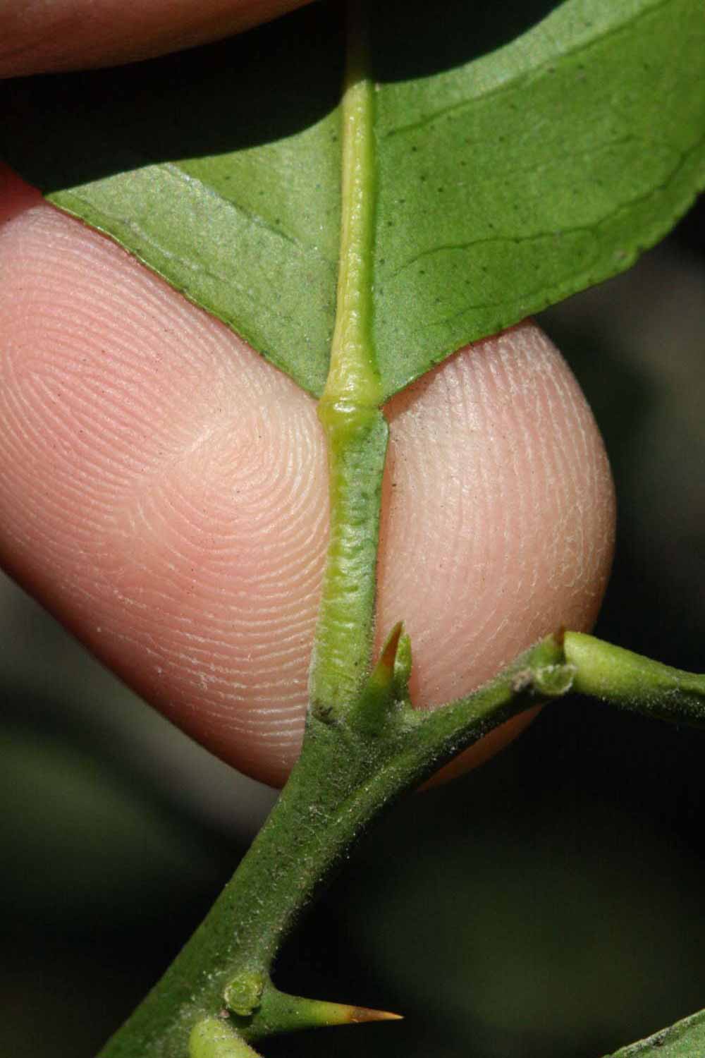              Petiole (Riverside, CA)       